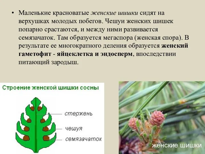 Маленькие красноватые женские шишки сидят на верхушках молодых побегов. Чешуи женских