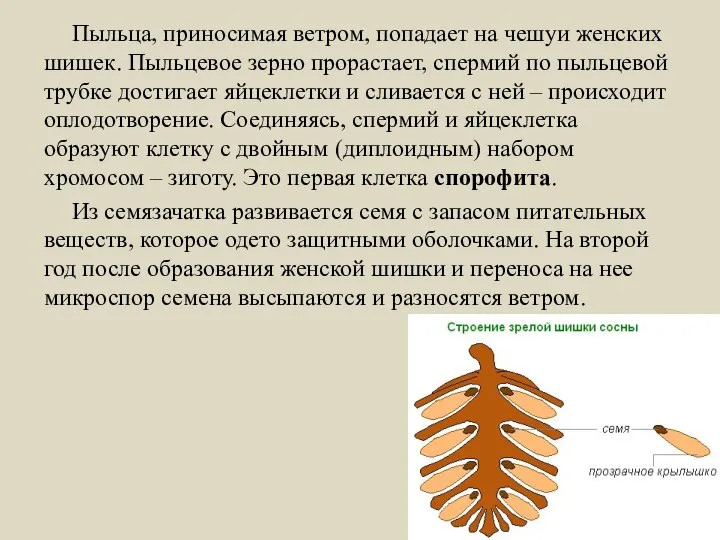 Пыльца, приносимая ветром, попадает на чешуи женских шишек. Пыльцевое зерно прорастает,