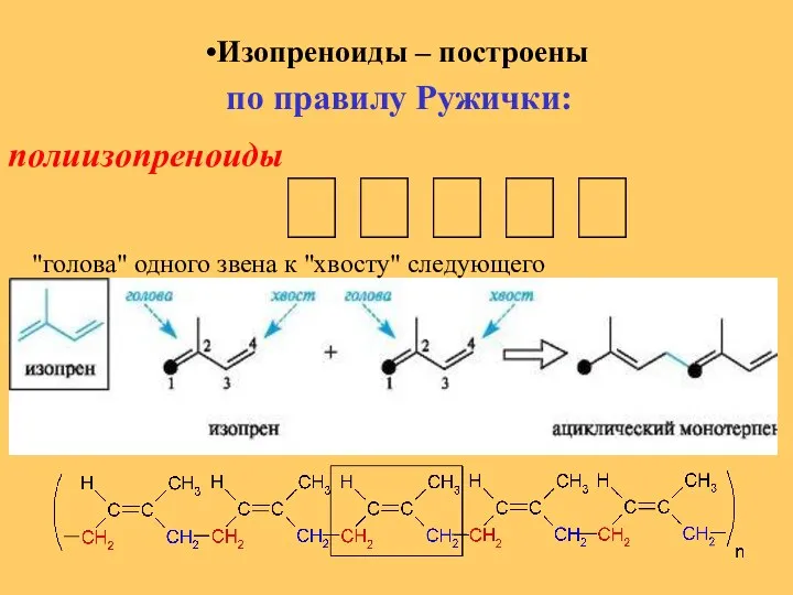 Изопреноиды – построены по правилу Ружички:  полиизопреноиды "голова" одного звена к "хвосту" следующего