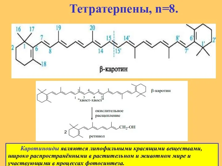 Тетратерпены, n=8. Каротиноиды являются липофильными красящими веществами, широко распространёнными в растительном