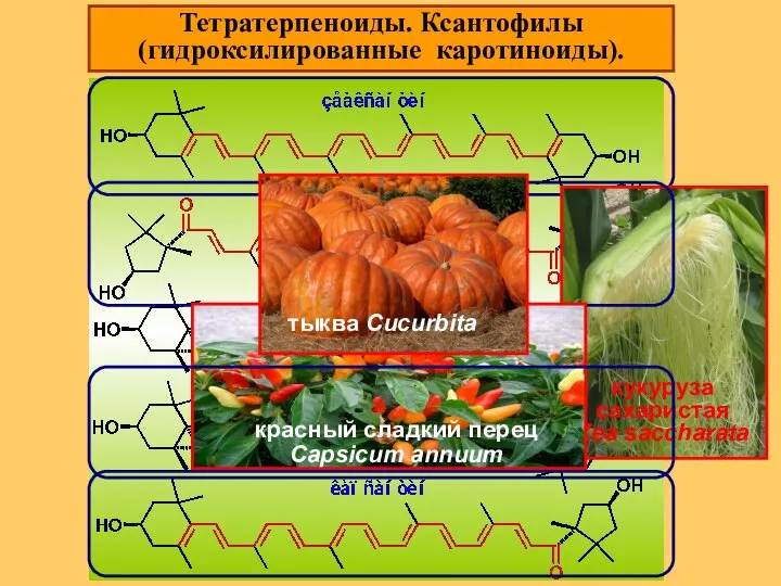 Тетратерпеноиды. Ксантофилы (гидроксилированные каротиноиды).