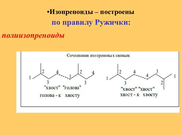 Изопреноиды – построены по правилу Ружички: полиизопреноиды