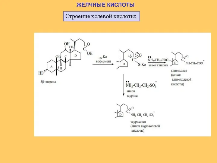 ЖЕЛЧНЫЕ КИСЛОТЫ Строение холевой кислоты: