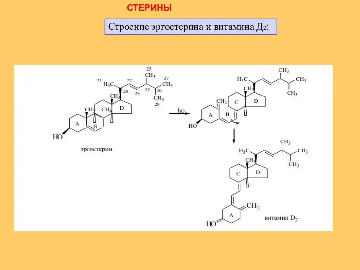 СТЕРИНЫ Строение эргостерина и витамина Д2: