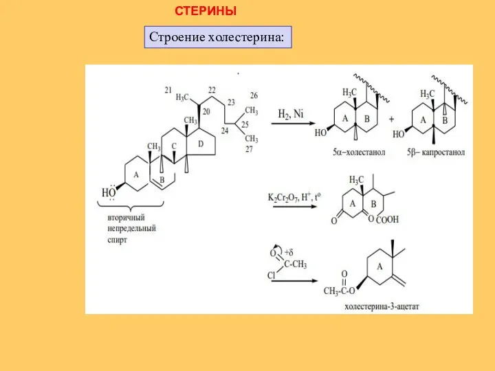 СТЕРИНЫ Строение холестерина: