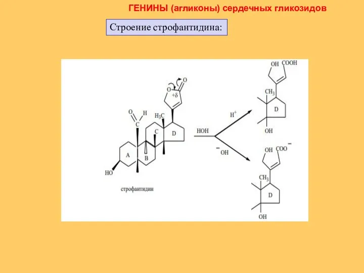 ГЕНИНЫ (агликоны) сердечных гликозидов Строение строфантидина: