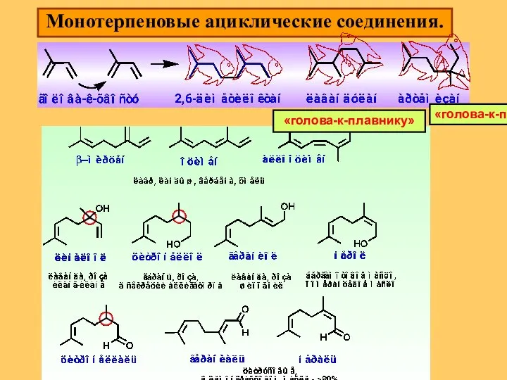 Монотерпеновые ациклические соединения. «голова-к-плавнику» «голова-к-плавнику»
