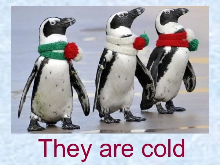 They are cold