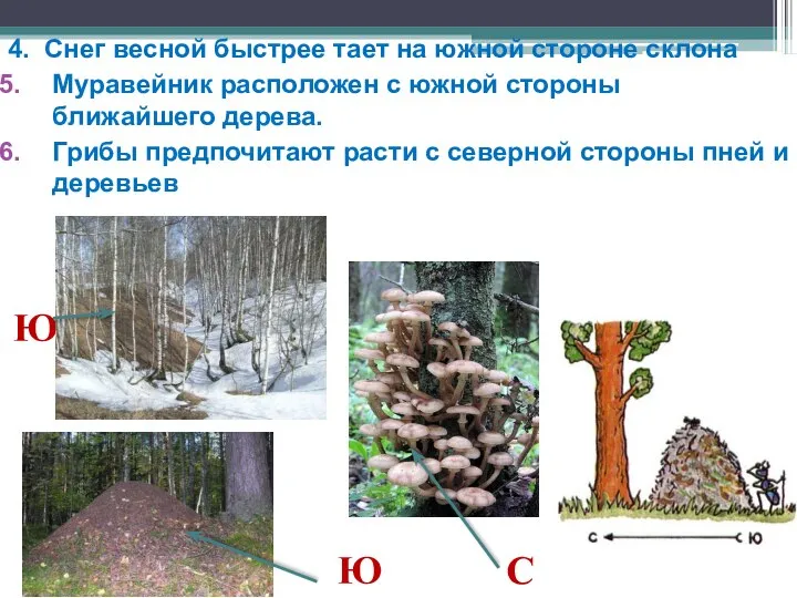 4. Снег весной быстрее тает на южной стороне склона Муравейник расположен