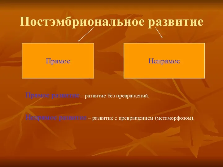 Постэмбриональное развитие Прямое Непрямое Прямое развитие – развитие без превращений. Непрямое