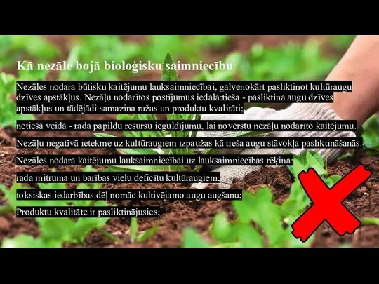 Kā nezāle bojā bioloģisku saimniecību Nezāles nodara būtisku kaitējumu lauksaimniecībai, galvenokārt