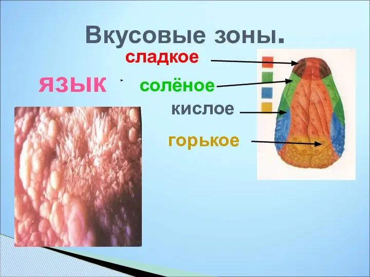 Вкусовые зоны. сладкое солёное кислое горькое язык