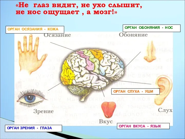 «Не глаз видит, не ухо слышит, не нос ощущает , а
