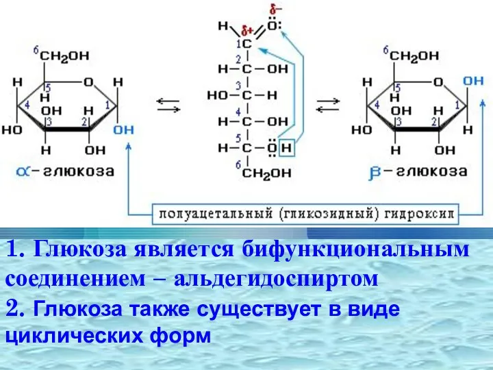 1. Глюкоза является бифункциональным соединением – альдегидоспиртом 2. Глюкоза также существует в виде циклических форм