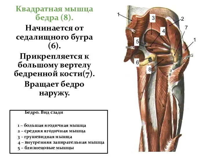 Квадратная мышца бедра (8). Начинается от седалищного бугра(6). Прикрепляется к большому