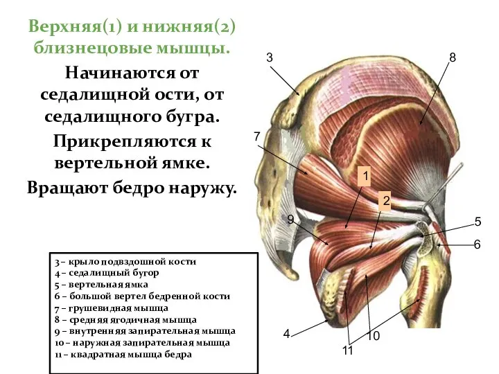Верхняя(1) и нижняя(2) близнецовые мышцы. Начинаются от седалищной ости, от седалищного
