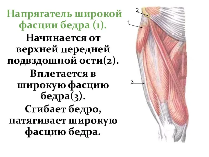 Напрягатель широкой фасции бедра (1). Начинается от верхней передней подвздошной ости(2).