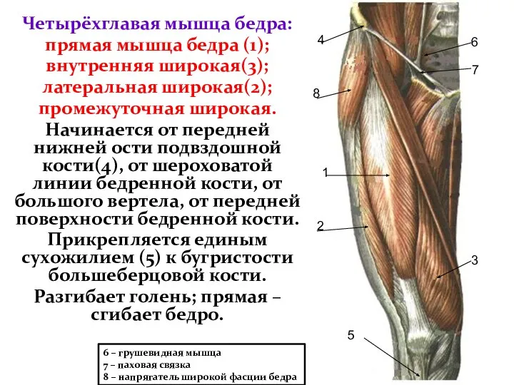 1 2 3 4 5 6 – грушевидная мышца 7 –