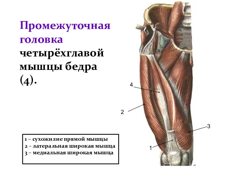 Промежуточная головка четырёхглавой мышцы бедра(4). 1 1 – сухожилие прямой мышцы