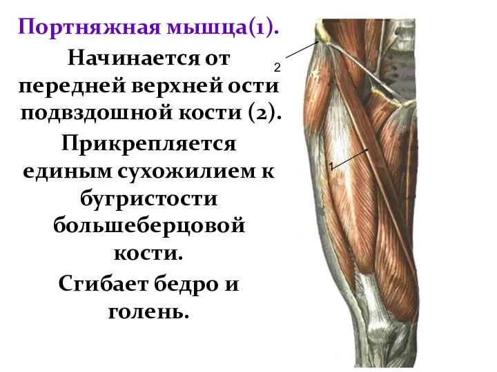 Портняжная мышца(1). Начинается от передней верхней ости подвздошной кости (2). Прикрепляется