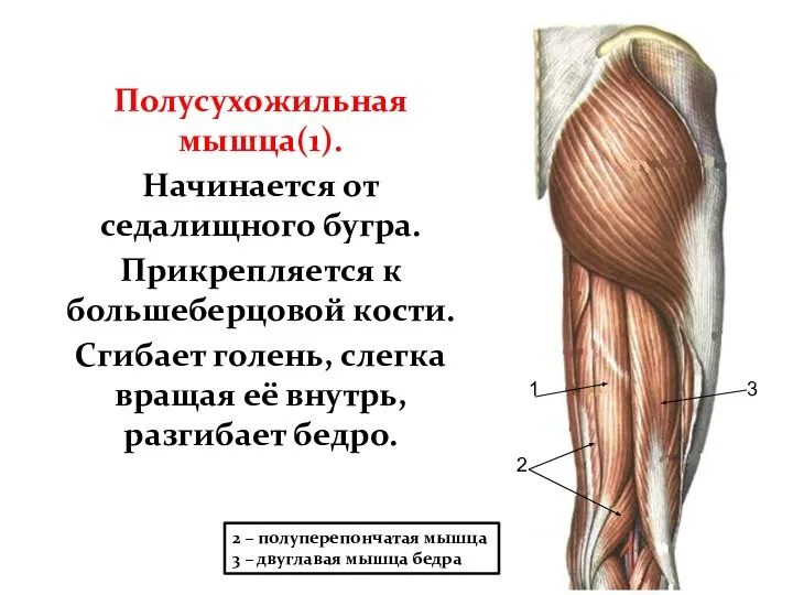 Полусухожильная мышца(1). Начинается от седалищного бугра. Прикрепляется к большеберцовой кости. Сгибает