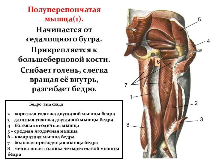 Полуперепончатая мышца(1). Начинается от седалищного бугра. Прикрепляется к большеберцовой кости. Сгибает