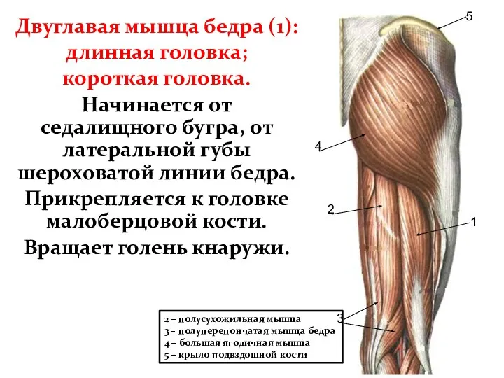 Двуглавая мышца бедра (1): длинная головка; короткая головка. Начинается от седалищного