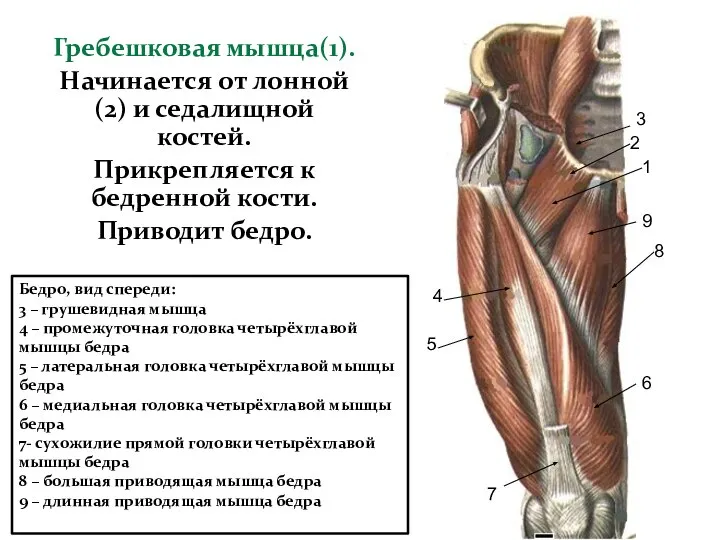Гребешковая мышца(1). Начинается от лонной(2) и седалищной костей. Прикрепляется к бедренной