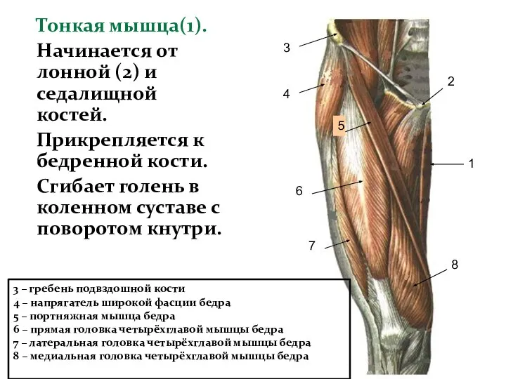 Тонкая мышца(1). Начинается от лонной (2) и седалищной костей. Прикрепляется к