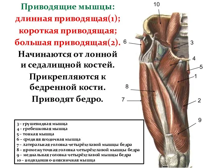 Приводящие мышцы: длинная приводящая(1); короткая приводящая; большая приводящая(2). Начинаются от лонной