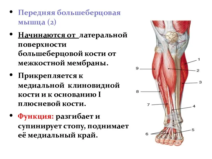 Передняя большеберцовая мышца (2) Начинаются от латеральной поверхности большеберцовой кости от