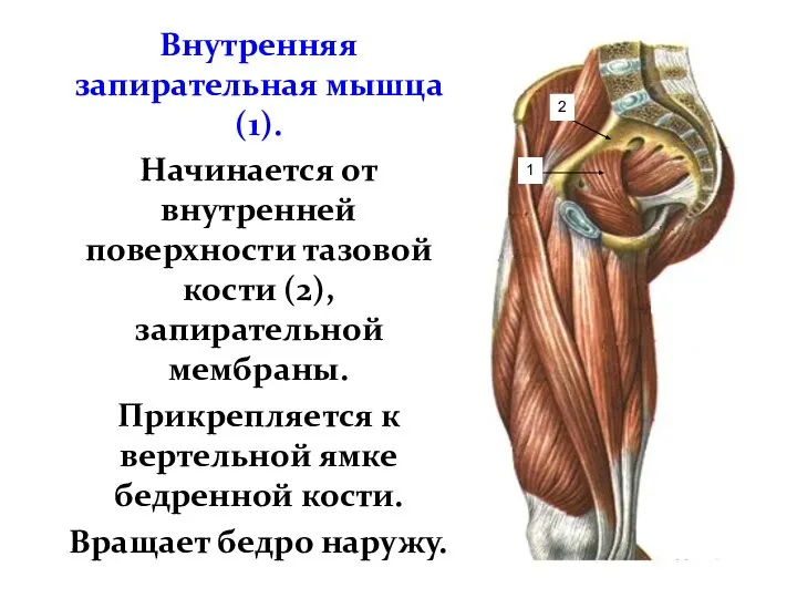 Внутренняя запирательная мышца(1). Начинается от внутренней поверхности тазовой кости (2), запирательной