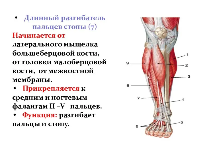 Длинный разгибатель пальцев стопы (7) Начинается от латерального мыщелка большеберцовой кости,