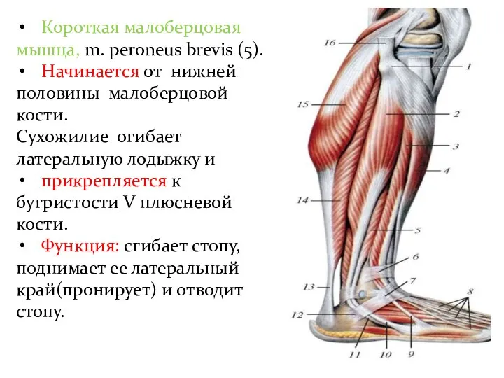 Короткая малоберцовая мышца, m. peroneus brevis (5). Начинается от нижней половины