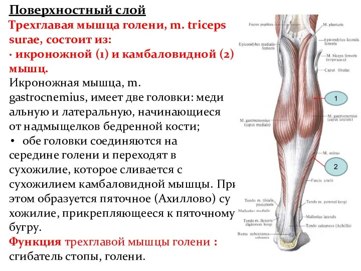 Поверхностный слой Трехгла­вая мышца голени, m. triceps surae, состоит из: ·