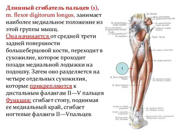 Длинный сгибатель пальцев (1), m. flexor digitorum longus, занимает наиболее медиальное