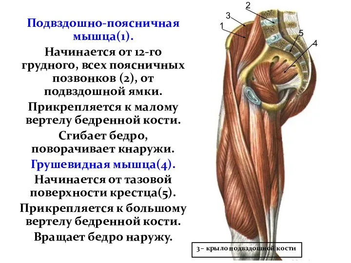 Подвздошно-поясничная мышца(1). Начинается от 12-го грудного, всех поясничных позвонков (2), от