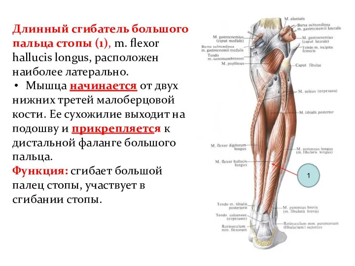 Длинный сгибатель большого пальца стопы (1), m. flexor hallucis longus, расположен