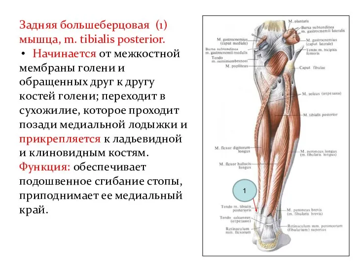 Задняя большеберцовая (1) мышца, m. tibialis posterior. Начинается от межкостной мемб­раны