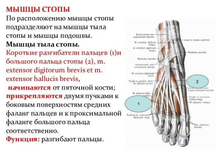 МЫШЦЫ СТОПЫ По расположению мышцы стопы подразделяют на мышцы тыла стопы