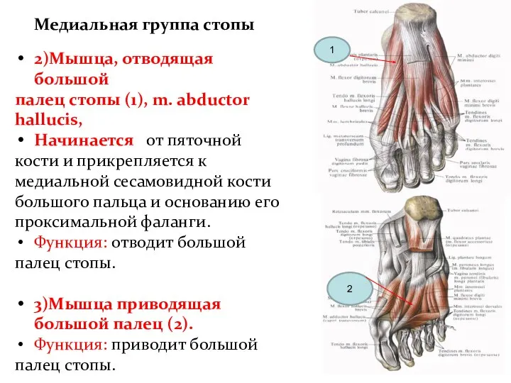 2)Мышца, отводящая большой палец стопы (1), m. abductor hallucis, Начинается от