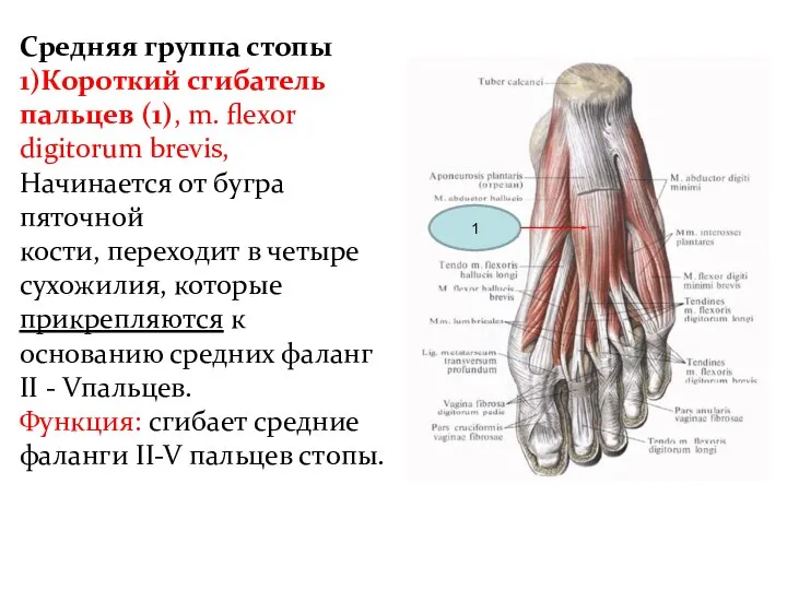 Средняя группа стопы 1)Короткий сгибатель пальцев (1), m. flexor digitorum brevis,