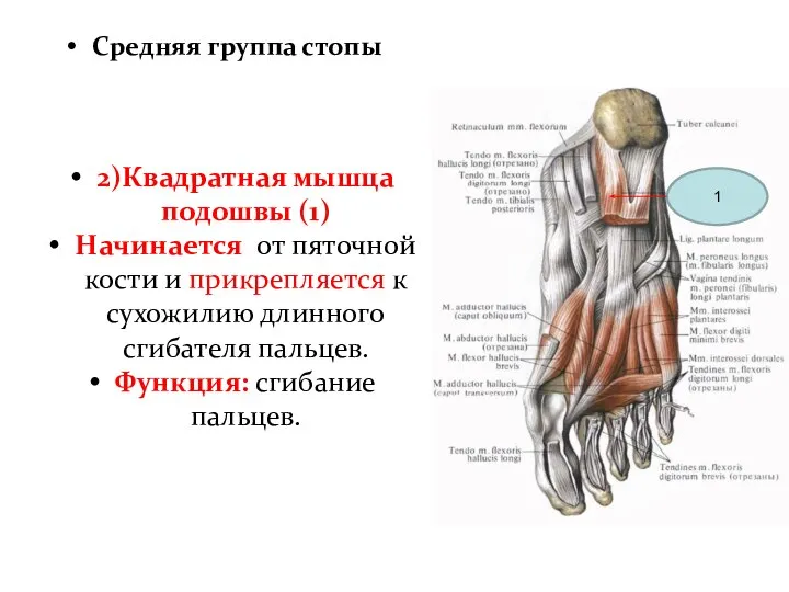 2)Квадратная мышца подошвы (1) Начинается от пяточной кости и прикрепляется к