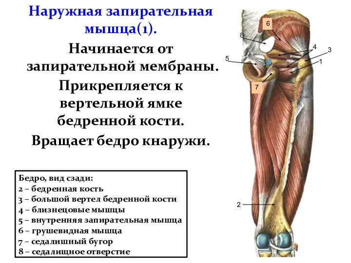 Наружная запирательная мышца(1). Начинается от запирательной мембраны. Прикрепляется к вертельной ямке