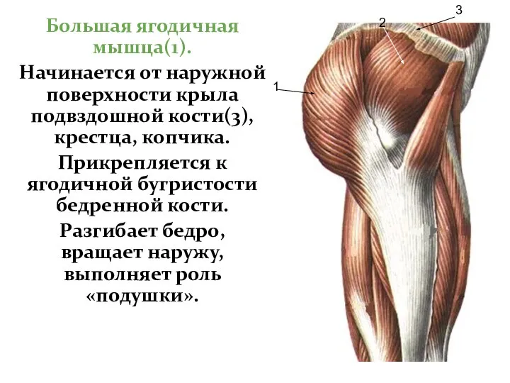 Большая ягодичная мышца(1). Начинается от наружной поверхности крыла подвздошной кости(3), крестца,