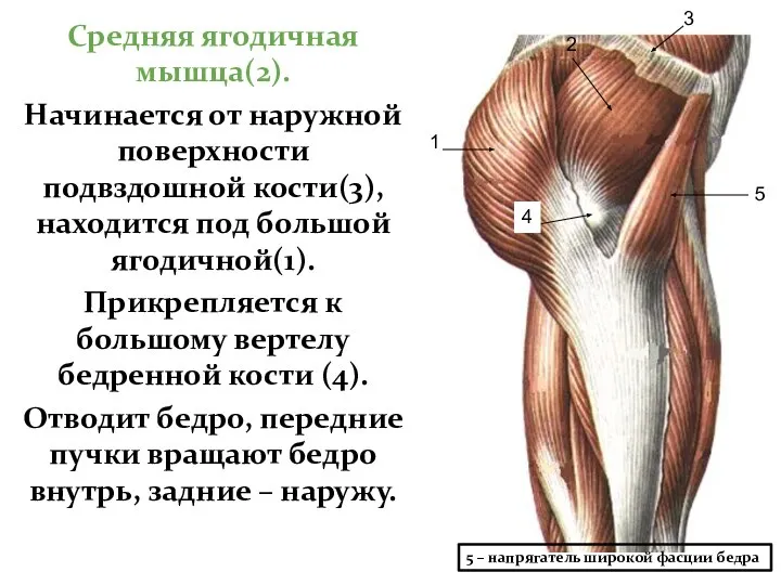 Средняя ягодичная мышца(2). Начинается от наружной поверхности подвздошной кости(3), находится под