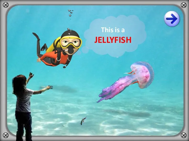 This is a JELLYFISH