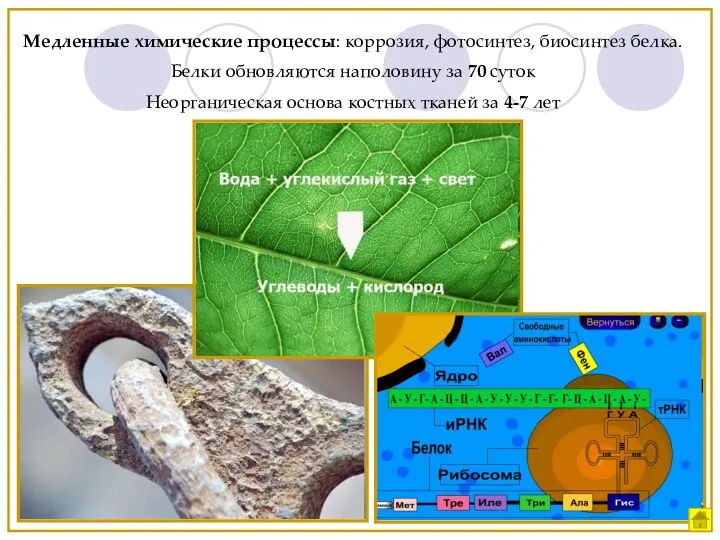 Медленные химические процессы: коррозия, фотосинтез, биосинтез белка. Белки обновляются наполовину за