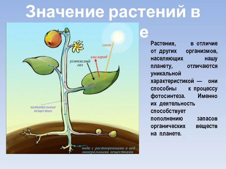 Значение растений в природе Растения, в отличие от других организмов, населяющих