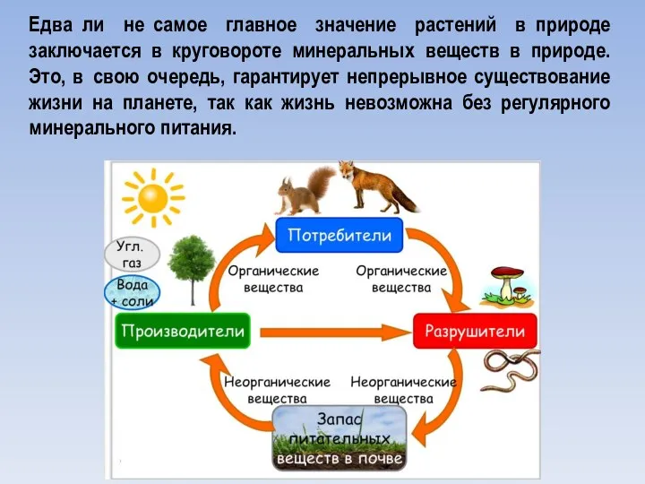 Едва ли не самое главное значение растений в природе заключается в